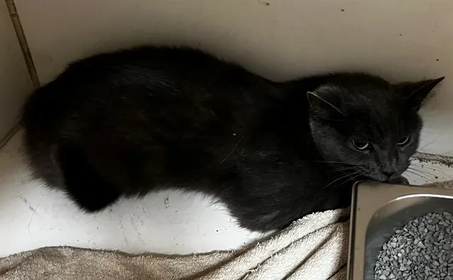 Mocha
