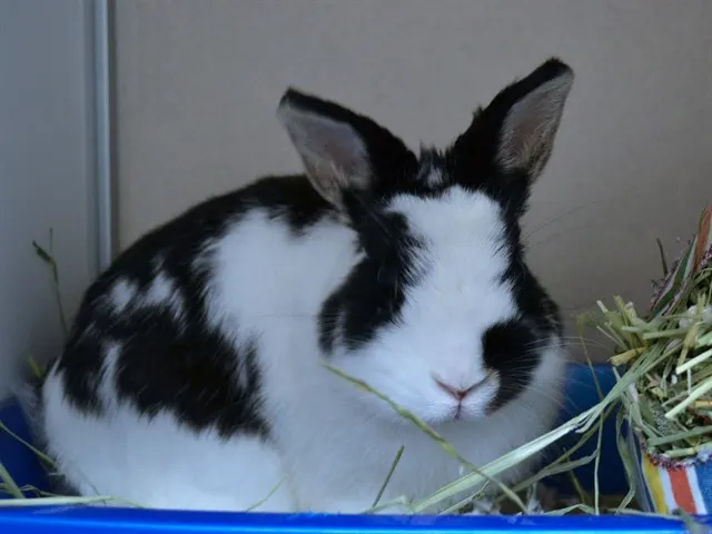 Junior