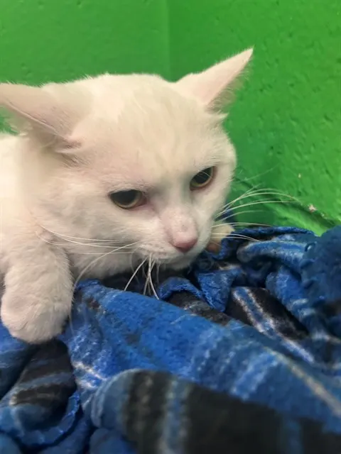 Esteban