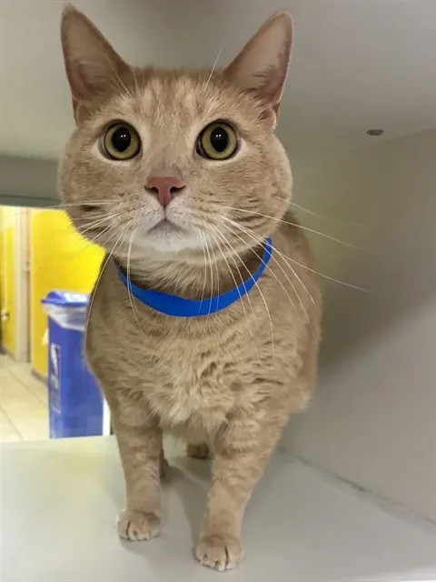 Simba