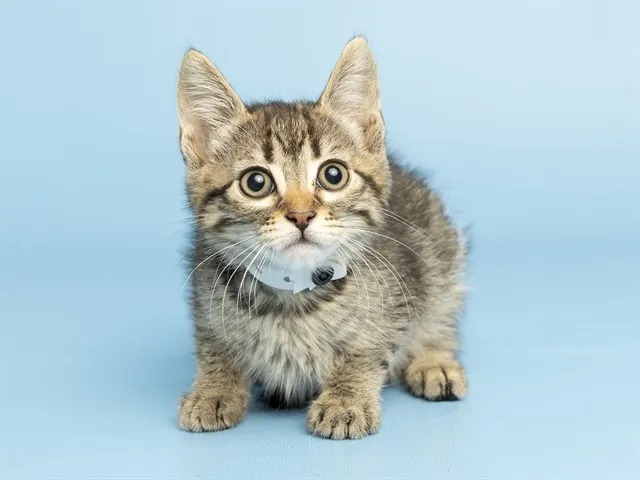 Sam