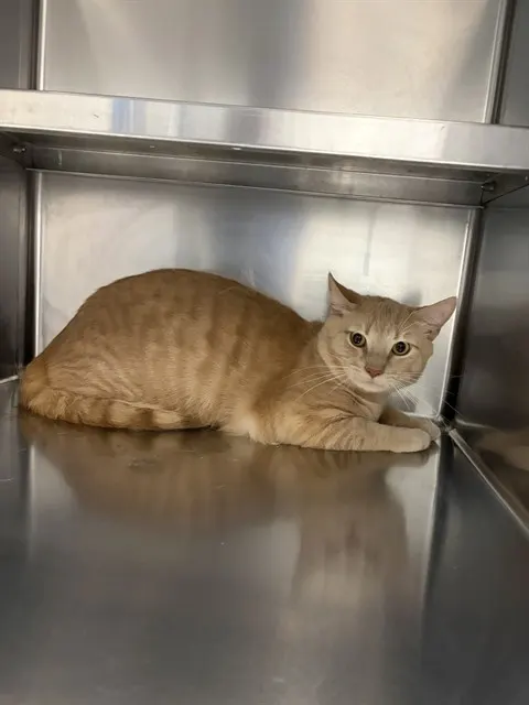 Peaches