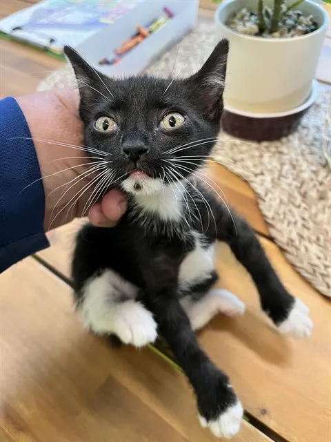 Adoptable Cat