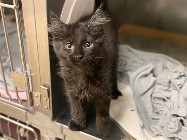 Cattywampus