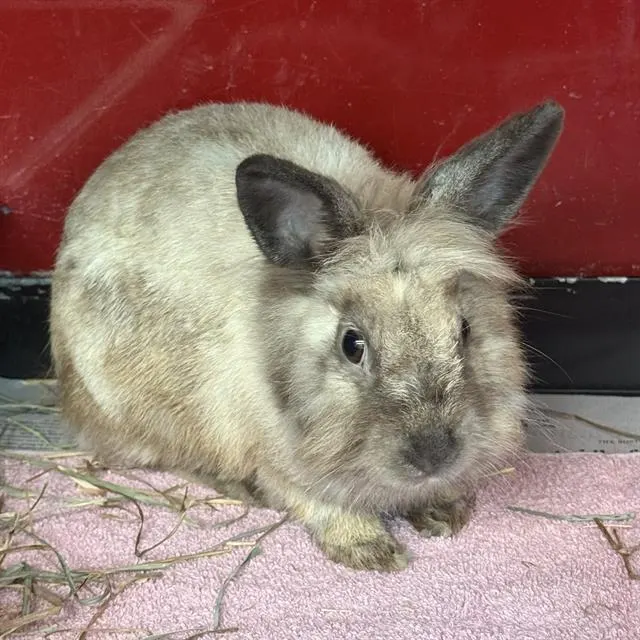 Biscuit