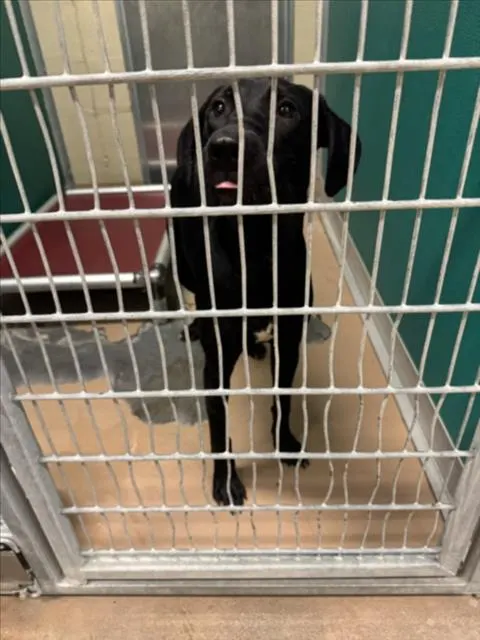 Adoptable Dog