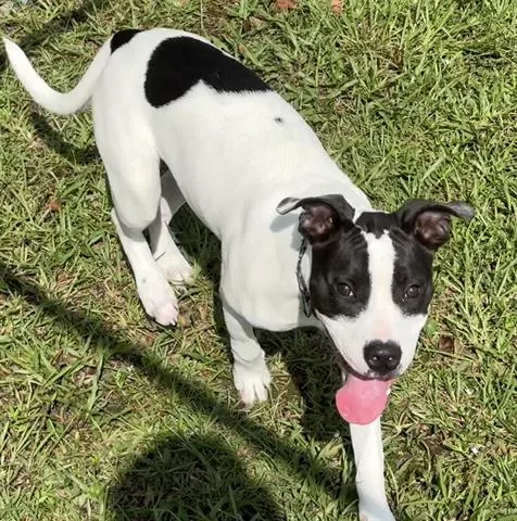 Josie