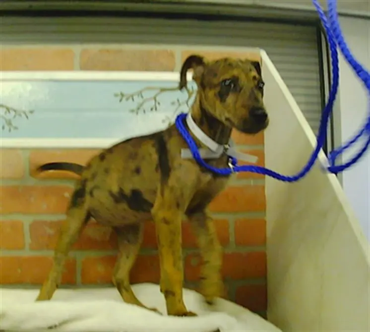 Adoptable Dog