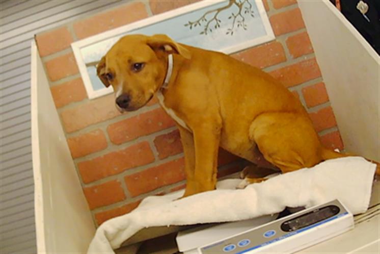 Adoptable Dog