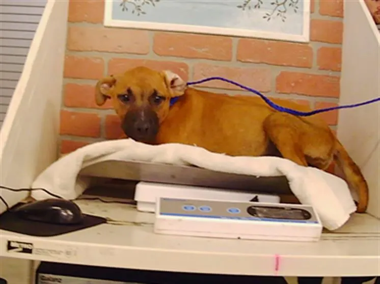 Adoptable Dog