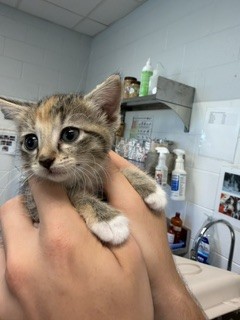 Adoptable Cat