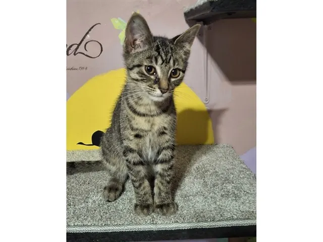 Basil