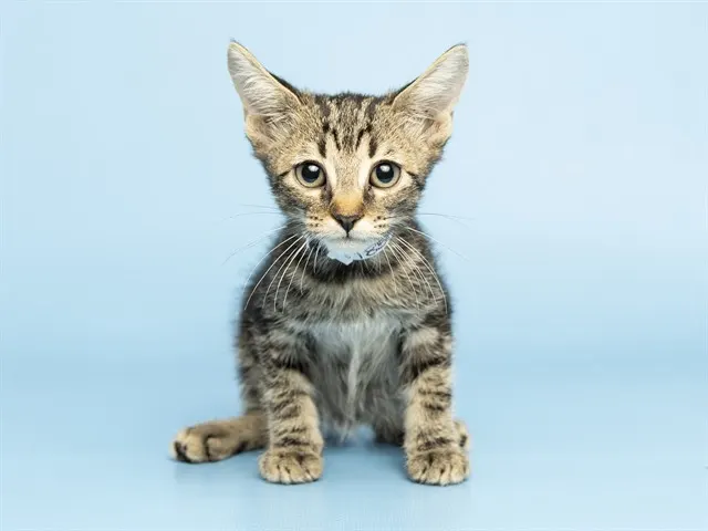 Sam