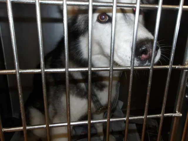 Adoptable Dog