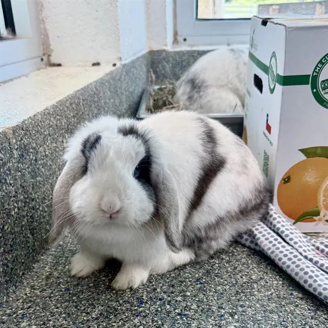 Moomoo