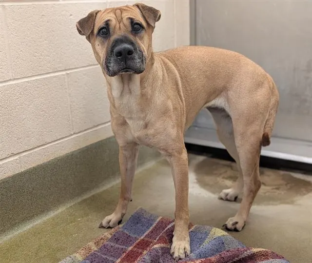 Adoptable Dog