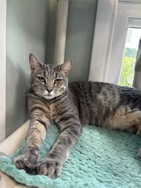 Nala