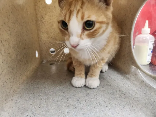 Nikko