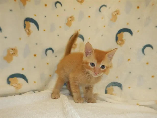 Sam