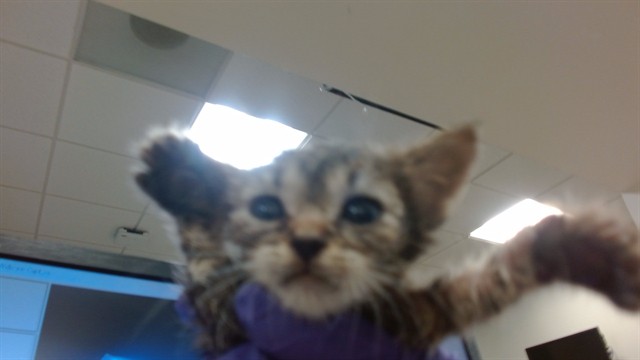 Roo