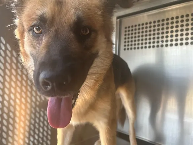 Adoptable Dog