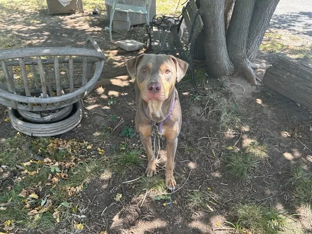 Adoptable Dog
