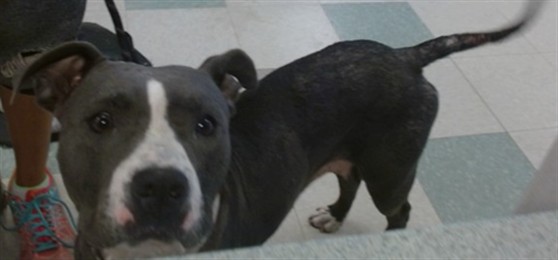 Adoptable Dog