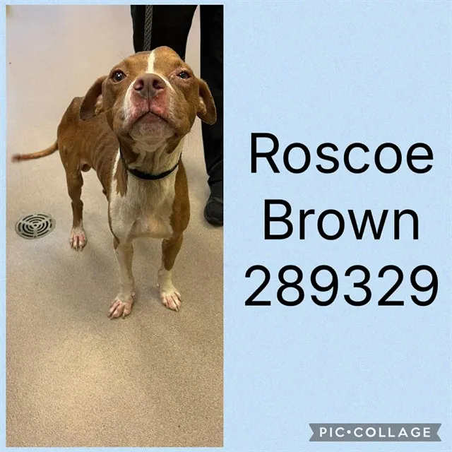 Roscoe Brown