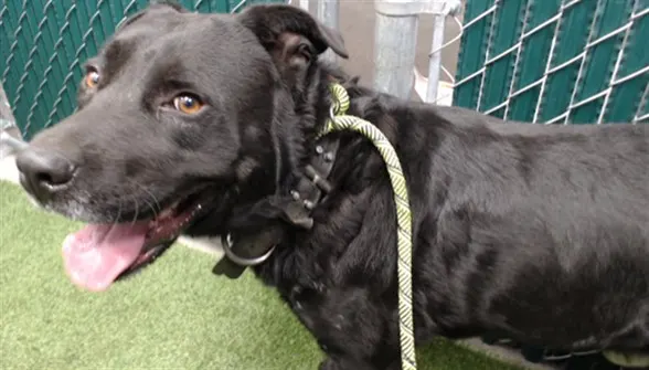Adoptable Dog