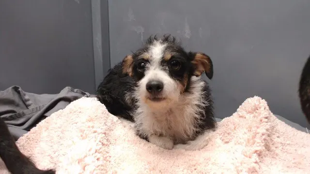 Adoptable Dog