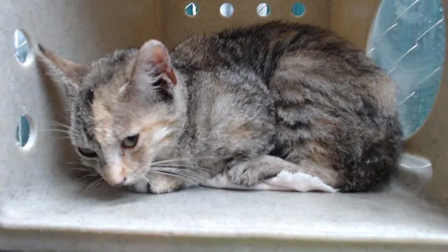Adoptable Cat