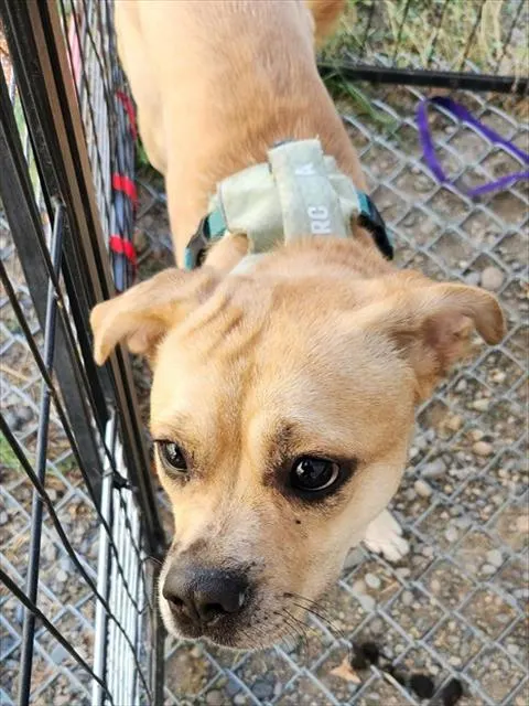 Hazel