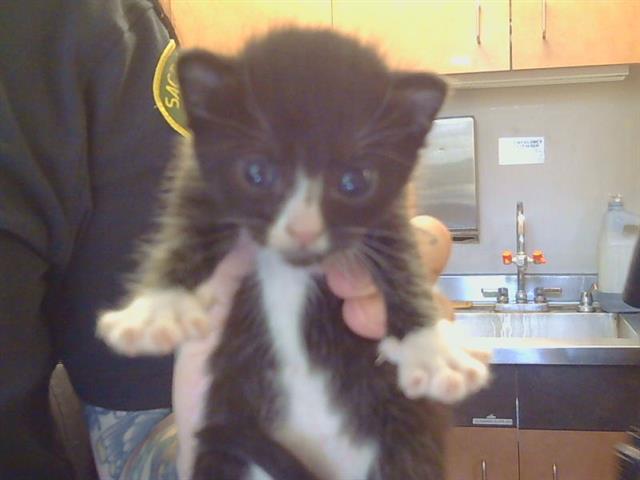 Adoptable Cat