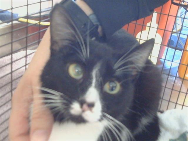 Adoptable Cat