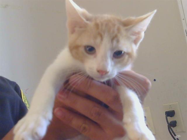 Adoptable Cat