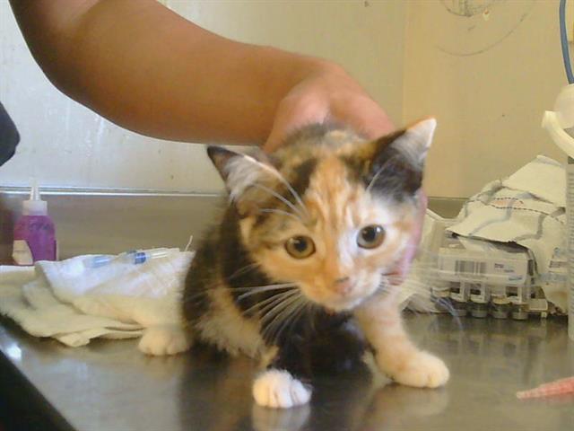 Adoptable Cat