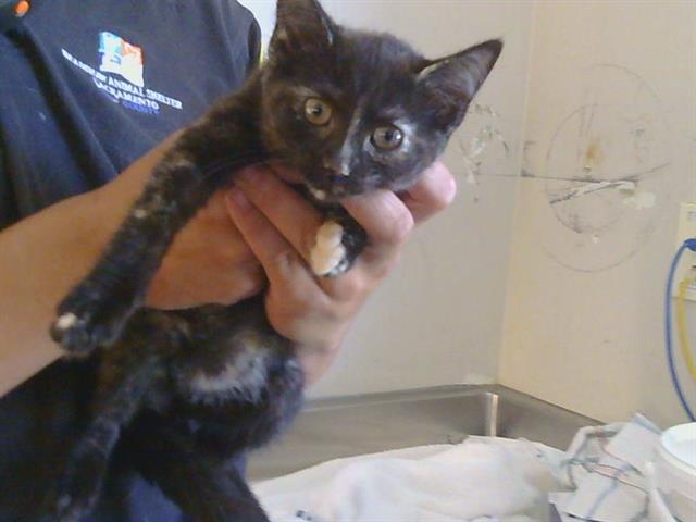 Adoptable Cat