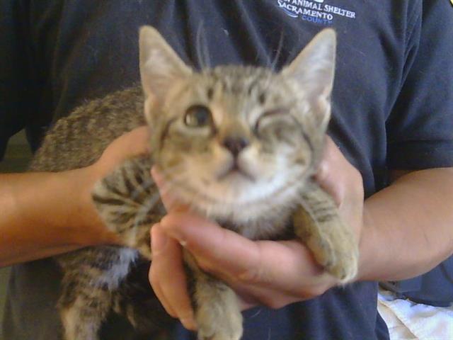 Adoptable Cat