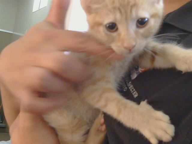 Adoptable Cat