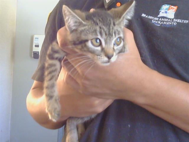 Adoptable Cat
