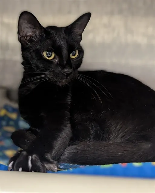 Licorice