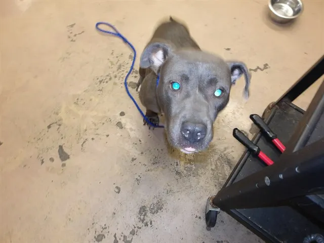 Adoptable Dog