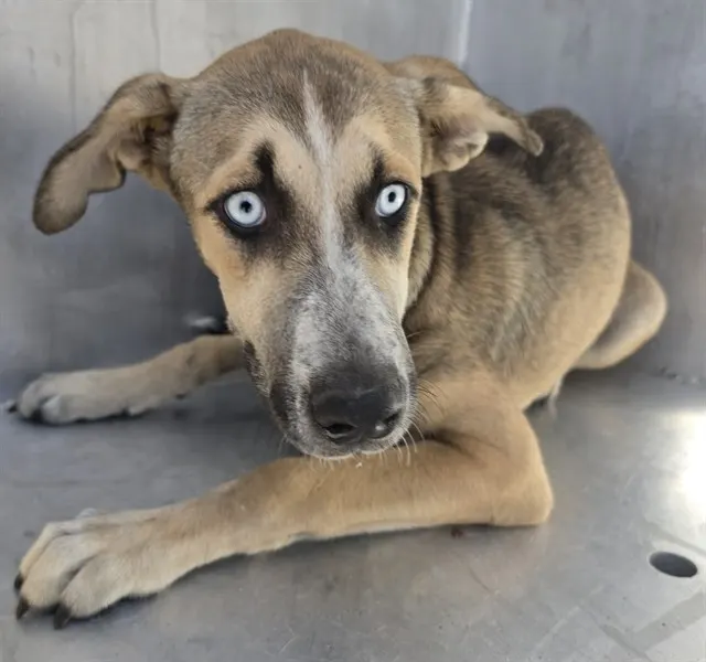Adoptable Dog