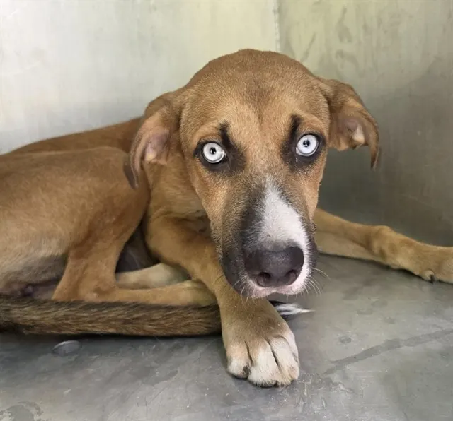 Adoptable Dog