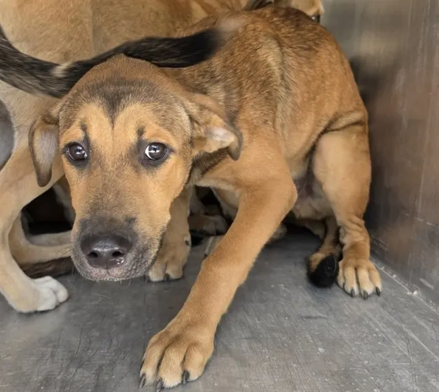 Adoptable Dog