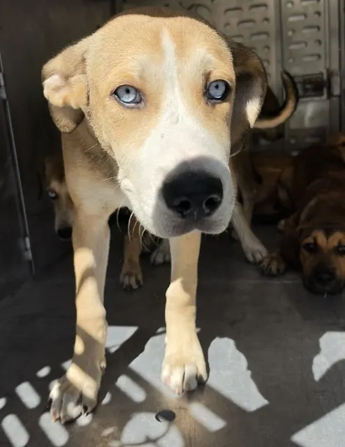 Adoptable Dog