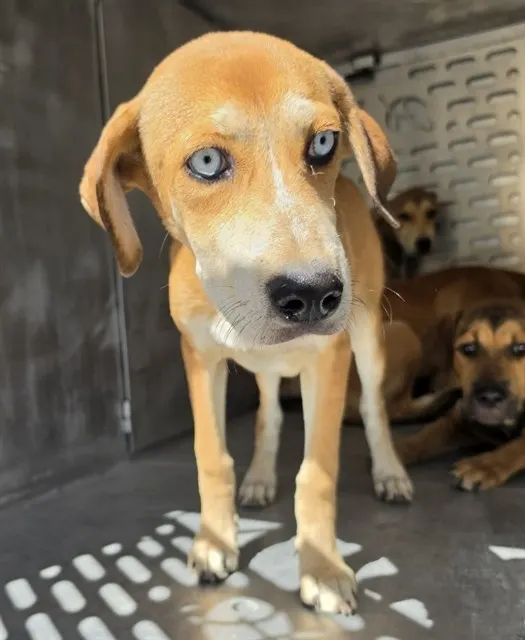 Adoptable Dog