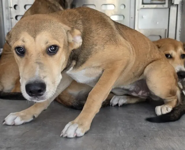 Adoptable Dog