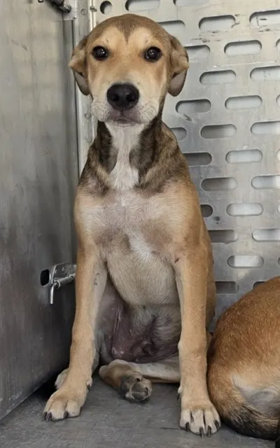 Adoptable Dog