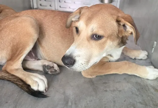 Adoptable Dog